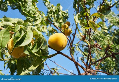 Yellow Peach On The Tree Stock Photo Image Of Food 158978450