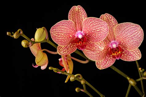 Blooms Orchid Smiling Blooms By Randy Shingler Haiku Hub Medium