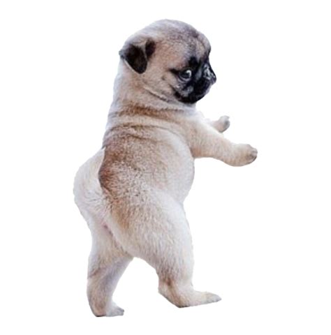 Pug Png Free Image Png All Png All
