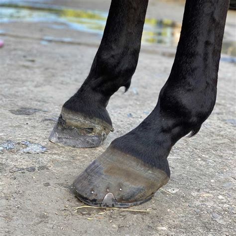 Unlock Secrets Of Horse Hoof Angles With Formahoof