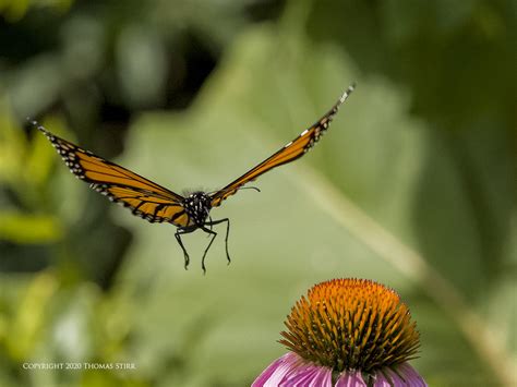 Photographing Butterflies In Flight Small Sensor Photography By