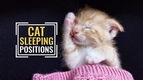 8 Common Cat Sleeping Positions And What They Tell Us Petmoo