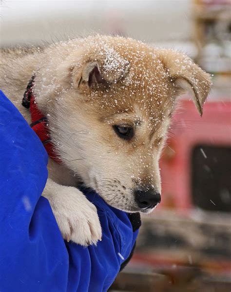 A Sled Dog Puppy Watched His Elders Compete In The Steger Mukluk