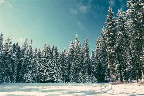 Pine Trees Snow Nature Wallpapers Hd Desktop And Mobile Backgrounds