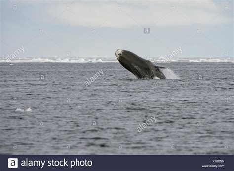 Bowhead Whale Arctic Balaena Mysticetus High Resolution Stock