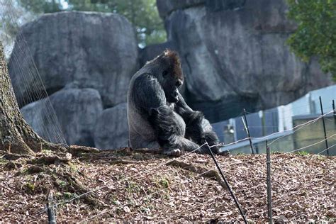 Zoo Atlanta Reveals 20 Of Their Gorillas Were Exposed To Covid