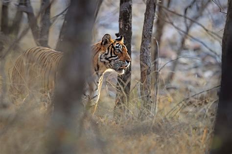Bengal Tiger Panthera Tigris Tigress License Image