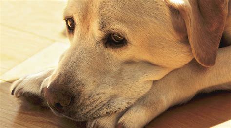 Do Dogs Cry Dog Tears And What They Mean The Labrador Site