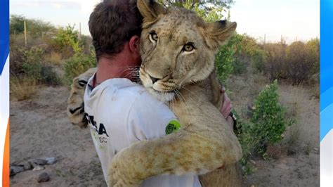 Lioness Reunites With Two Men Who Saved Her