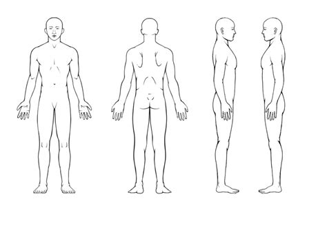 Vector illustration human body trunk stock illustrations. Body Diagram for Professional Massage Chart: front, back ...