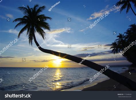 Picturesque Nature Landscape Sunset With Palm Tree Stock