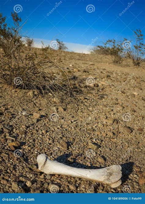 Hueso Seco De Un Animal En El Desierto Al Sudoeste Seco Foto De Archivo