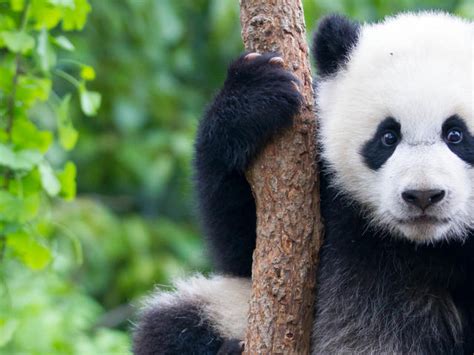 Pictures Of Pandas Bilscreen