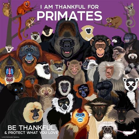 Peppermint Narwhal Creative On Instagram I Am Thankful For Primates