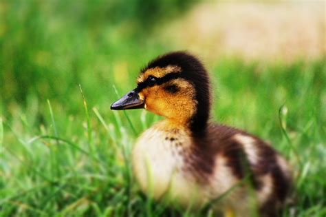 Duckling Young Little Free Photo On Pixabay Pixabay