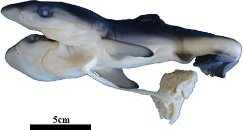 The Shark With Two Heads — Shark Research Institute