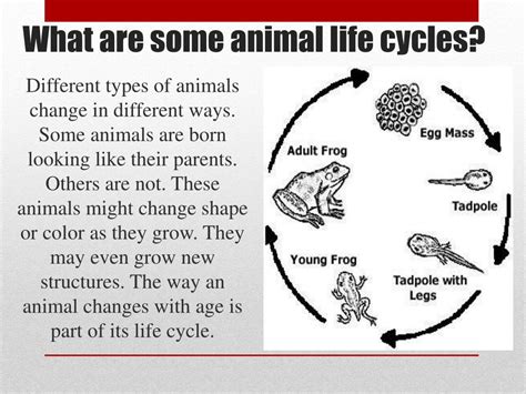 Ppt Animal Life Cycles Powerpoint Presentation Free Download Id