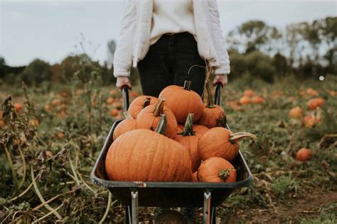 15 Of The Best Pumpkin Patches In Arkansas Minneopa Orchards