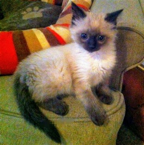 The Balinese Cat Breed Exploring Balinese Cats