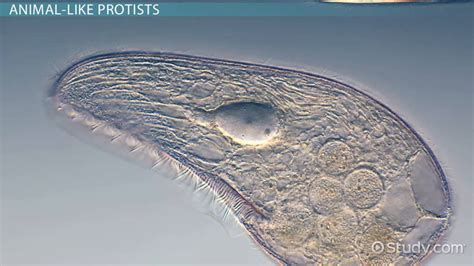 Protists Importance Types And Function Lesson