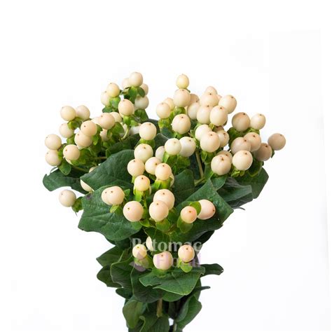 Hypericum Creamy White Potomac Floral Wholesale