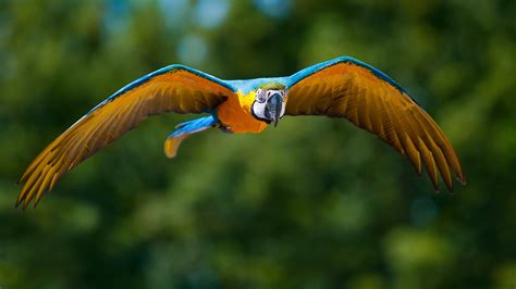Animals Birds Parrots Nature Wildlife Flight Fly Wings Feathers