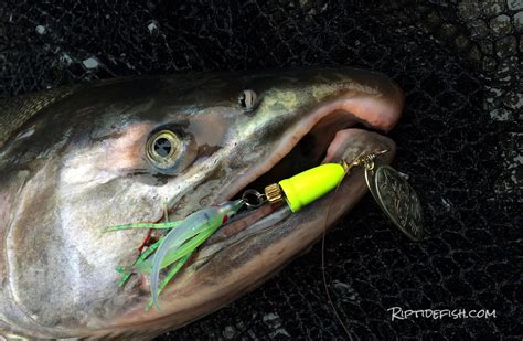 What Is The Best Lure For Salmon Fishing Best Lures For Salmon