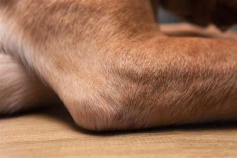 What Causes Dry Skin In Dogs
