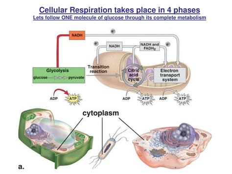Cellular respiration takes place in mitochondria of the animal cells. PPT - Chapter 6 Metabolism: Energy and Enzymes PowerPoint Presentation - ID:440509