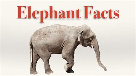 Interesting Facts About Asian And African Elephants Youtube Elephant Facts African Elephant