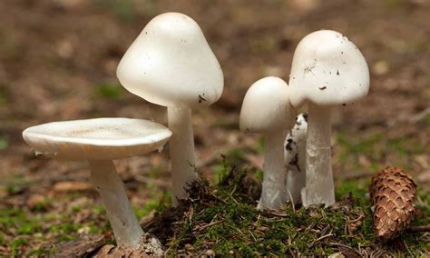 8 Different Types Of Poisonous Mushrooms You Should Avoid