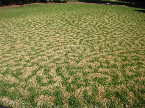 Bermudagrass K State Turf And Landscape Blog