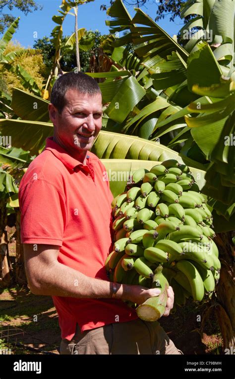 Man Harvesting Bananas Amanzimtoti Kwazulu Natal South Africa Stock