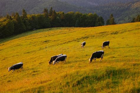 Cows Grazing In Mountain Pasture Stock Image Image Of Farmland Grass