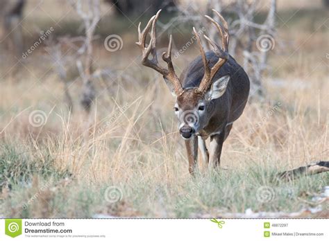 Huge Whitetail Buck Searching For Doe In Heat Stock Photo