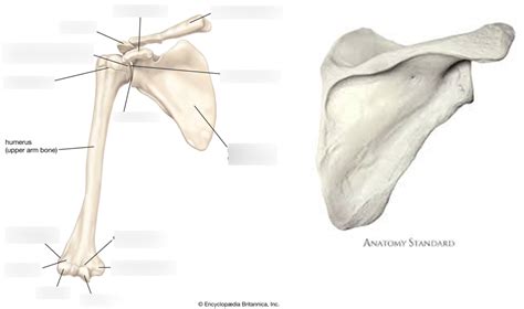 Pectoral Girdle Shoulder And Arm Diagram Quizlet