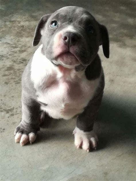 The american bully is getting popular as a pet despite being a new breed. American Bully Pocket Hembra 3 Meses - S/ 2.600,00 en ...