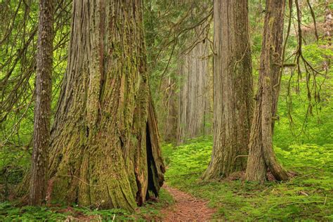 Guide To Washington States Ancient Forests Giant Trees And Old