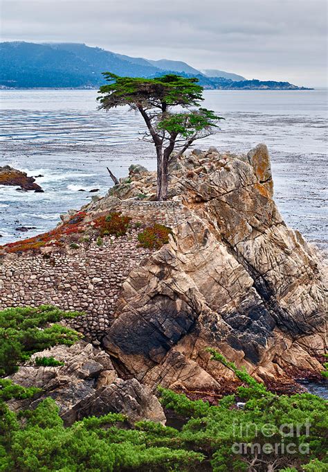 The Famous Lone Cypress Tree At Pebble Beach In Monterey California 1