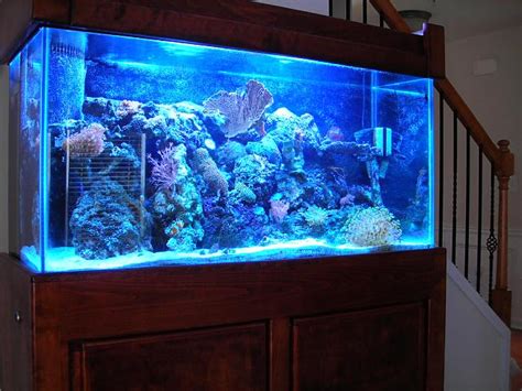 My 90 Gallon Reef Tank Forums For Fish Lovers