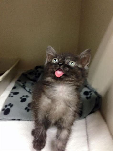 Special Cat Whose Tongue Always Sticks Out Finds Love And Cant Stop