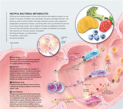 Helpful Bacterial Metabolites The Scientist Magazine® Helpful
