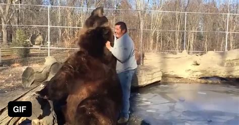 Bear Cuddling 9gag