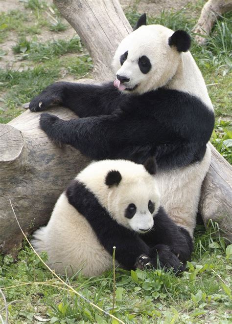 Amazing Giant Panda Endangered Species Giant Pandas Facts Photos