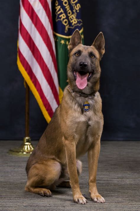 K9 Lazer United States Department Of Homeland Security Customs And