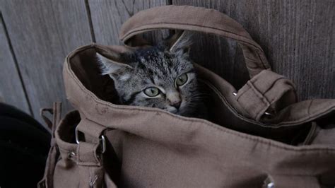 Why Do We Say Let The Cat Out Of The Bag Mental Floss