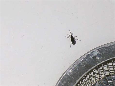 Little Black Flying Bugs In My Basement Picture Of Basement 2020