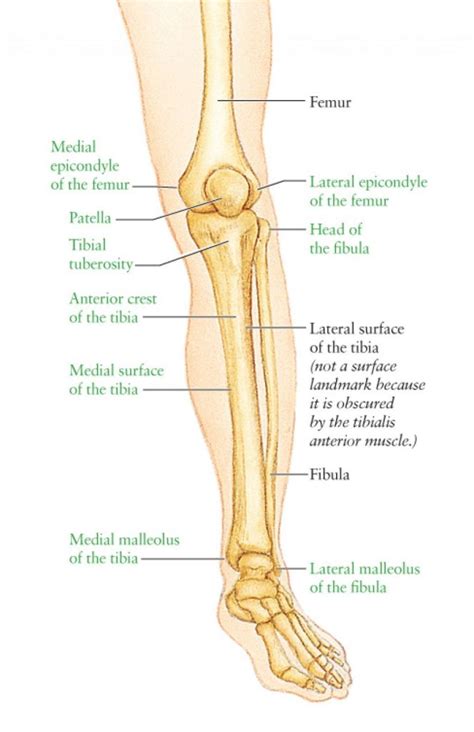 Leg Bone Diagram Leg Anatomy Although The Craniumthe Largest