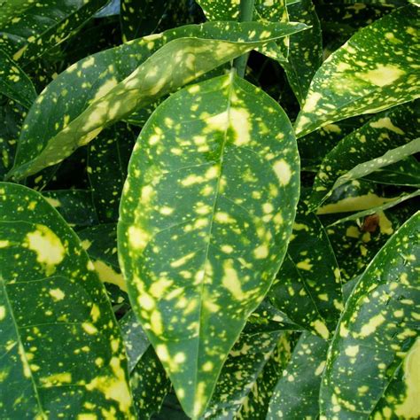 Spotted Laurel Aucuba Japonica Crotonifolia Hedges Direct