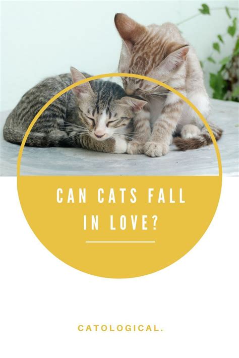 Can Cats Fall In Love With Other Cats Or Even You Cats Cat
